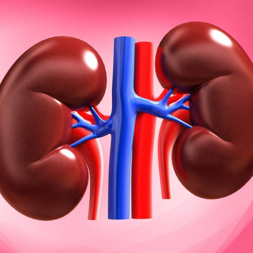 Kidneys