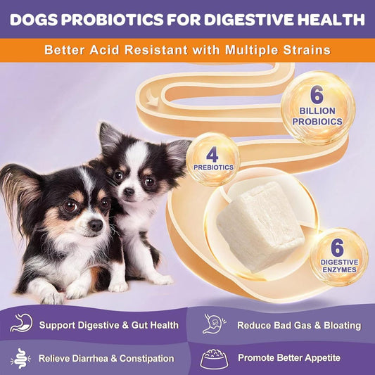 How Probiotics Improve Your Dog's Immune System