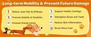 Effects of Glucosamine Supplement on Dogs and Cats