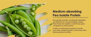 Medium-absorbing-Pea-Isolate-Protein