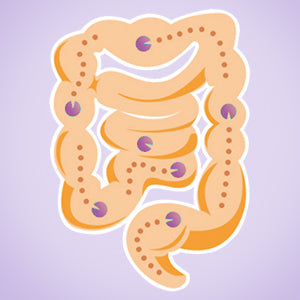 Prebiotics - the Food of Probiotics