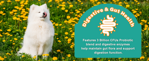 Supports digestive and gut health for dogs and cats.