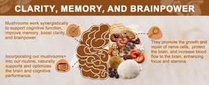 The-Mushroom-Supplement-can-improve-and-enhance-memory