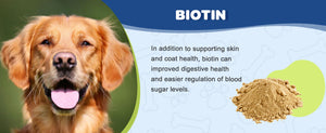 The-benefits-of-biotin-for-dogs-and-cats